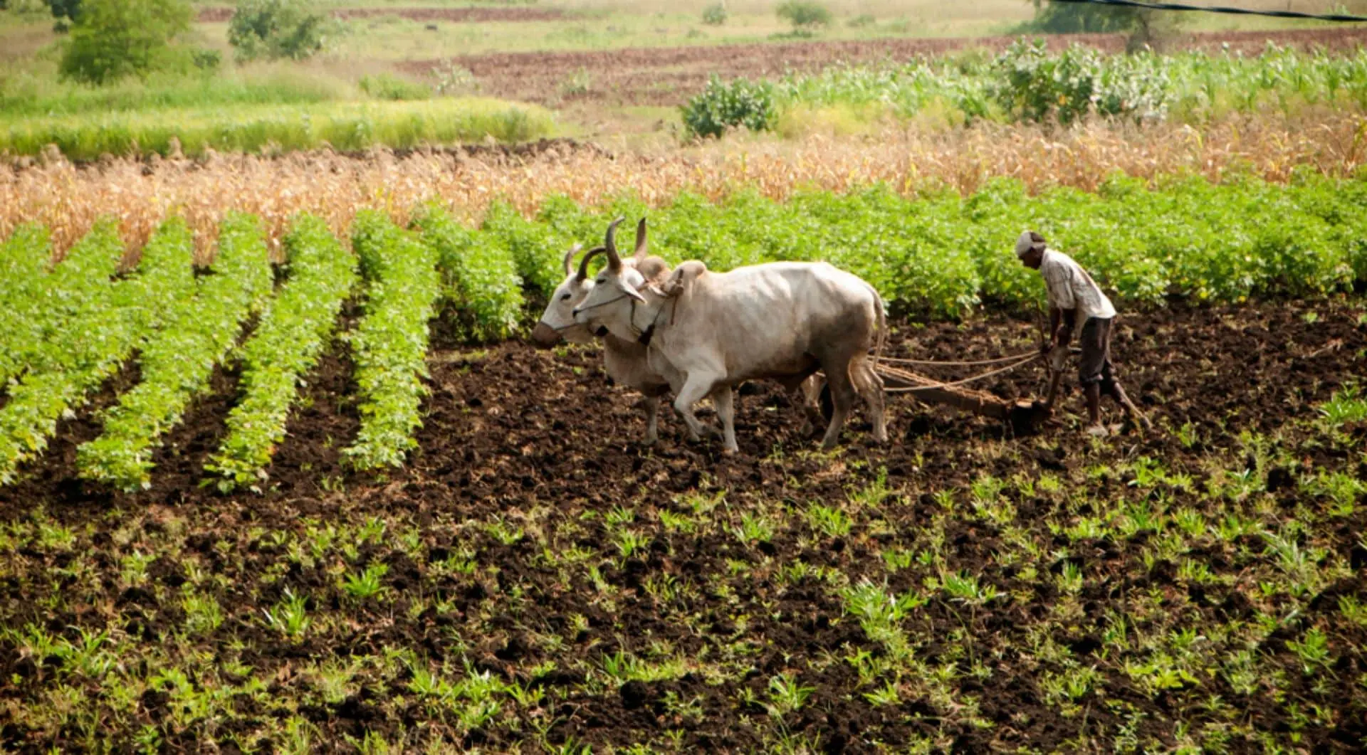 Cow Care